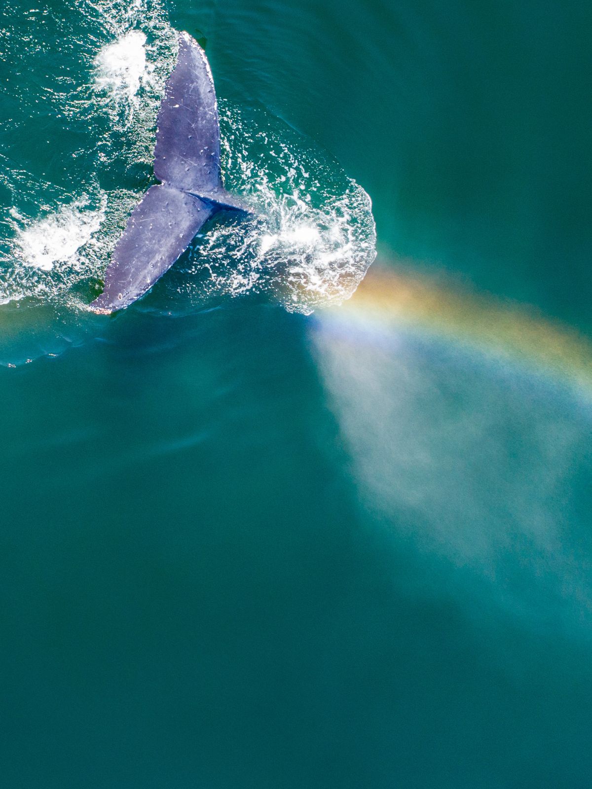 Whale breaching in the ocean with a rainbow in the background