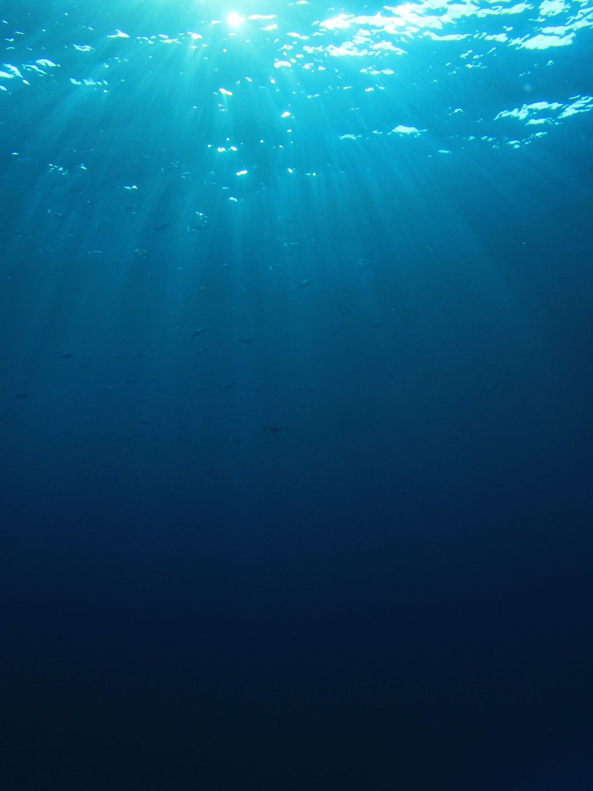 Underwater view with sunlight filtering through the water surface