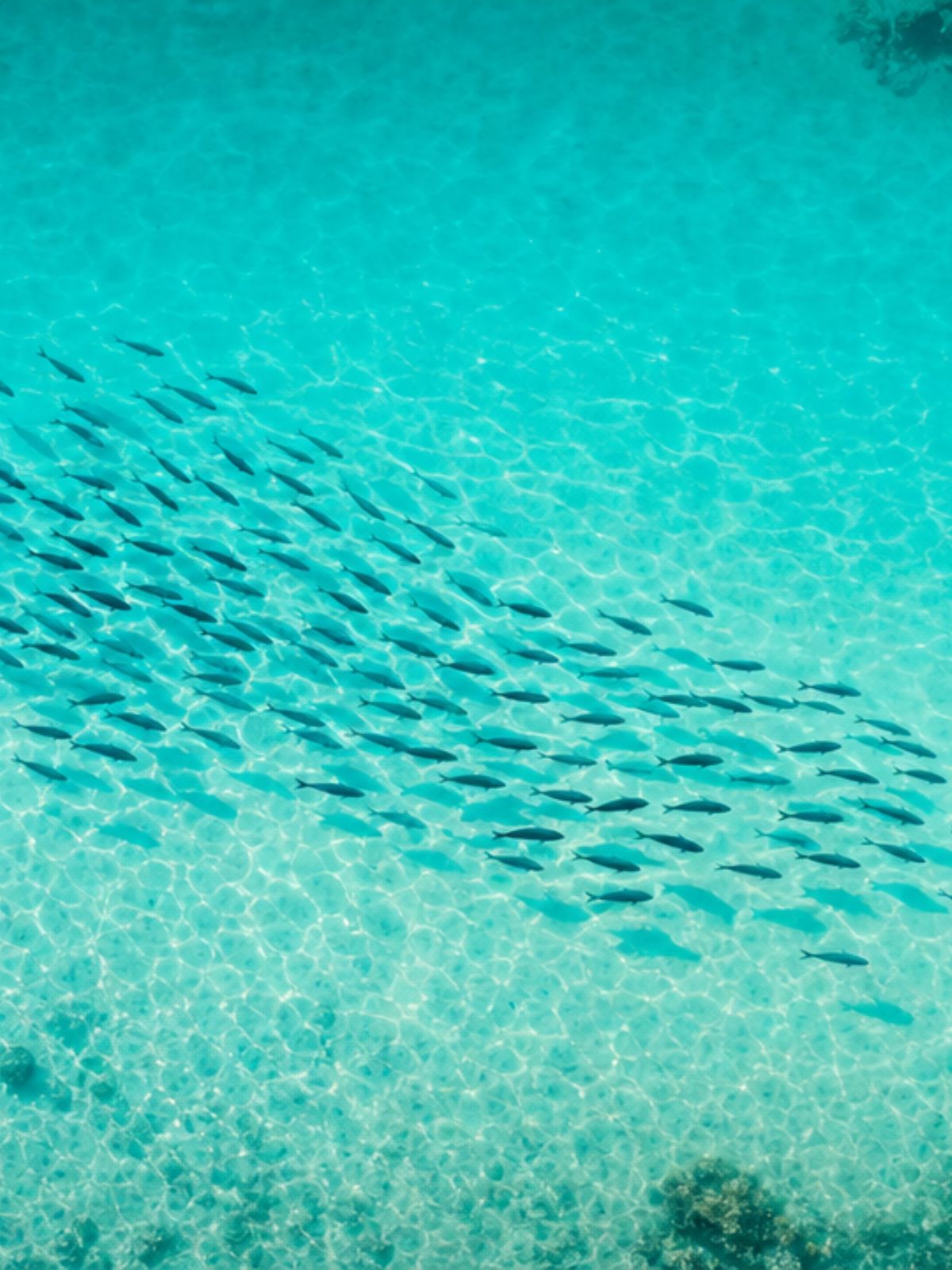 School of fish swimming in clear turquoise water
